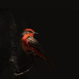 Mexico City’s Wildlife